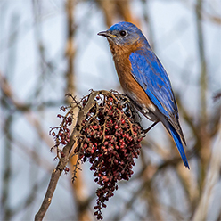 Bluebird with berries